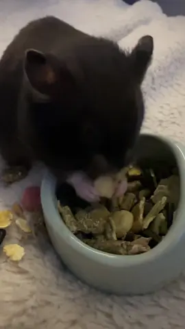 Chonkasaurisrex what are you doing 