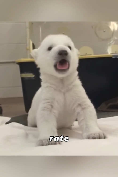 Do you want to meet this polar bear?#tiktok #foryou #animals #Love #us 