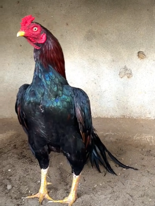 aseel murga check Karen