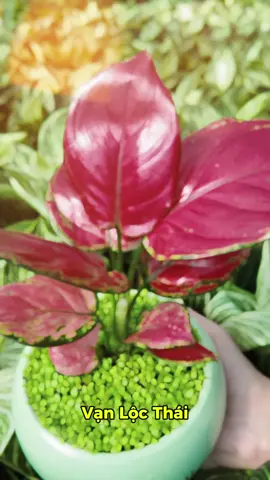 Vạn lộc thái #goldenlifegarden #caycanh #cayvanloc 