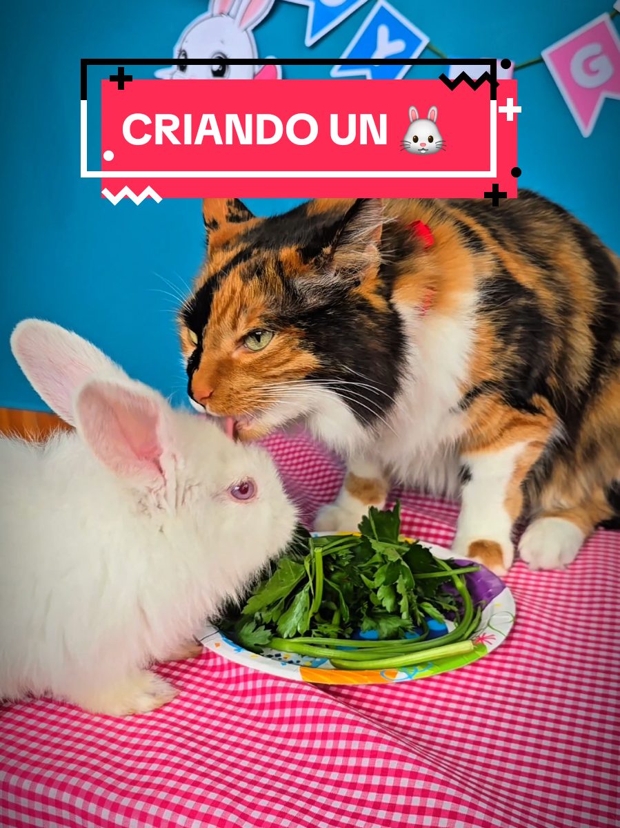 esta historia continuará  ..#mascotas #conejos #gatos 
