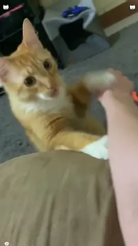 The expression on this cat’s face is so rich🤪🤣#funnycats #funnyanimals #petvideos #cat #catsoftiktok 