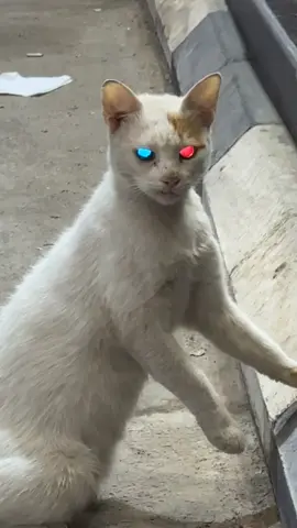 اسلم يالبوليسي💀🐈 #الرياض #ال_مياو  #fyp #اكسبلورexplore 