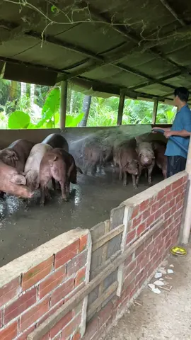 #TikTokAwardsVN #viral #xuhuongtiktok #heo #videotrieuview 