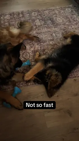 Playtime with Loui & Jade #fyp #trending #puppiesoftiktok #fall #gsd 