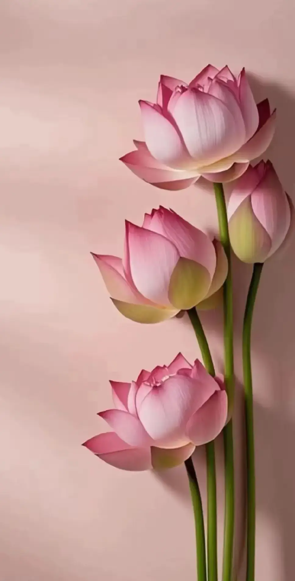 wallpaper ideas  #butterfulwallpaper #wallpapersphoto #cutewallpapers #✨🖤 