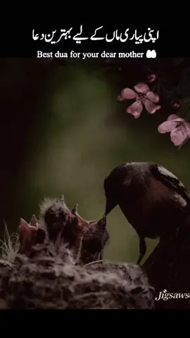 آپنی پیاری ماں کے لیے دعا سونے اور شئر کریں ترجمہ کے ساتھ الحمدللہ قرآن کریمکیتلاوتسونےاورشئرکریں@ISLAMIC @Islamic @ابراهيم عزالدين  $%@ islamicvideoof0 