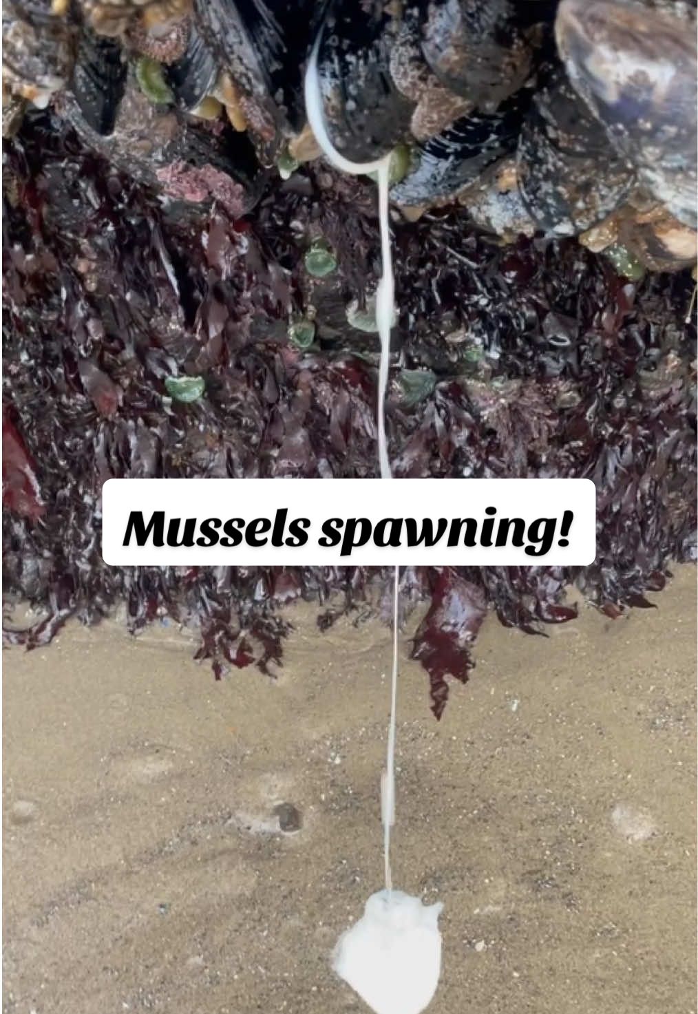 Flashback to one of the coolest things I’ve ever seen in the tidepools… a little disturbing but hey that’s nature baby!