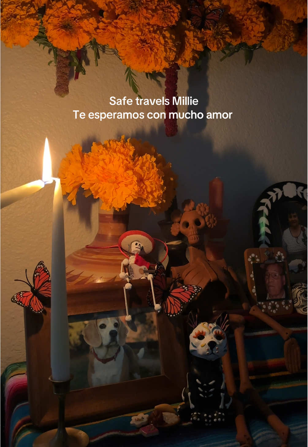 On October 27th, pets arrive💕 #diadelosmuertos #dayofthedead #altardemuertos 