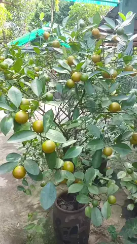 #xuhuongtikto #xuhuong #quất chín sớm