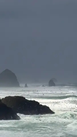 Revisiting my favorite moment when we visited the PNW… I could have sat on this cliff for hours watching the waves and birds… it was out of a fairy tale romance novel… #pnw #traveltiktok #oregoncoast #washingtonstate #oceanlife 