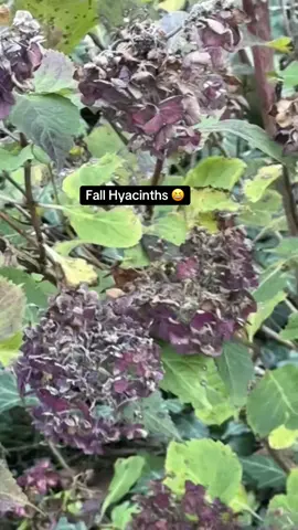 Fall Hyacinths #autumn2025 #fyp #hyacinth #october2025 