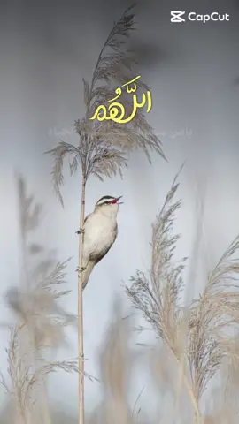 #يارب #يارب #يارب #ويسر_لنا_كل_عسير_يارب_العالمين #اصبحنا_واصبح_الملك_لله 