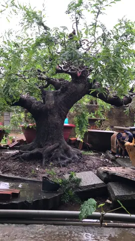 Me chua nuoi mau lắm …mất vài thập niên … 