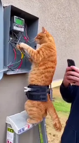 A nice style #cat #cute #pet #funny #halloween 