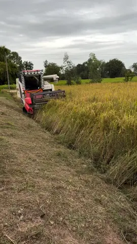 #เกี่ยวข้าวนาปี #รถเกี่ยวคูโบต้าdc70gโปรตู้แอร์#ขึ้นฟีด  ดันข้าวหนาๆ🌾🌾🌾😱