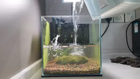 Setup hồ cá mới nha anhem #setuphoca #cacanh #nuoicatrongrau #nuoica #xuhuong 