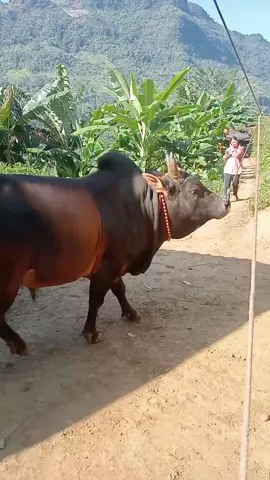 xav sim koj no ib teg😆