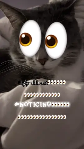 #noticing#👀#cat 