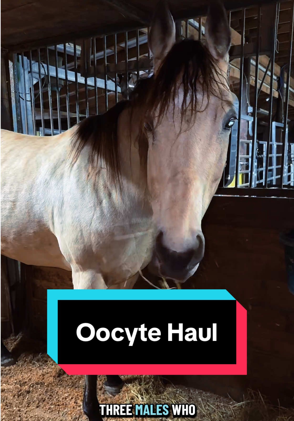I’m going to start calling these “Oocyte Hauls”😂🐴 #icsi #horsebreeding #animalhusbandry #broodmare #broodmaresoftiktok 