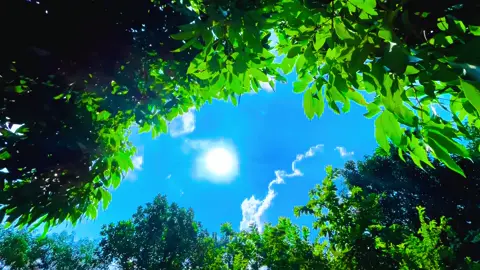 তোমাকে খুঁজে পাই ওই নীল আকাঁশে,,🥹🫶,,#foryou #foryoupage #flowers #highlight #viralvideo #vairal #trending #tiktok #bdtiktokofficial #unfrezzmyaccount 