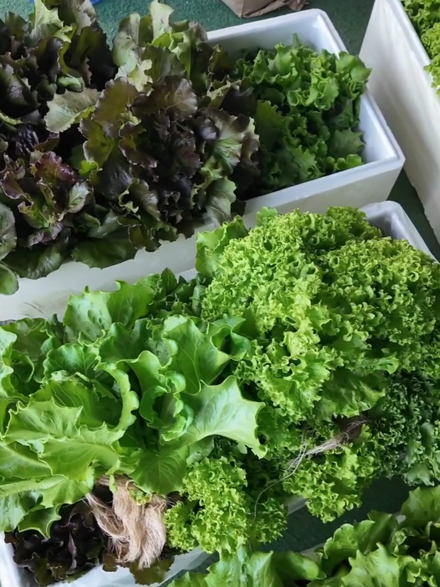 ตอนปลูกรอตั้งหลายวัน ตอนเก็บ เก็บวันเดียวหมด #ผักสลัด #ผักสลัดในกล่องโฟม