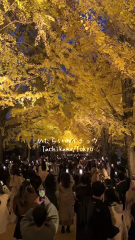 🍁✨黄金色のトンネルに包まれる瞬間を、昭和記念公園で。✨🍁   ──────────────────   📍スポット名   かたらいのイチョウ並木（国営昭和記念公園・文化ゾーン）   🌟 ここがすごい！   1. ずらりと並ぶおよそ100本のイチョウが、約300mにわたって黄金色のアーチをつくります。   2. 見頃は例年 11月中旬〜下旬。葉が舞い落ちたあとの“黄金の絨毯”は、まさにフォトジェニック。   3. 並木道の幅が広く、ベンチも点在。人が途切れる瞬間を狙えば、まるで物語の世界。   📸 写真のコツ   ・午前中は逆光になりにくく、葉の透け感が◎。   ・落ち葉のカーペットを活かすならローアングルで。   ・白や深緑の服を合わせると、黄色がより映える！   🕒 おすすめ滞在プラン（目安）   10:00 立川口からカナール広場のイチョウを軽くチェック   11:00 かたらいのイチョウ並木へ移動、撮影タイム   12:30 パーク内のレストランでランチ or レジャーシートでピクニック   14:00 原っぱエリアで秋の風を感じながらのんびり   16:30 夕陽が差しこむゴールデンアワーに再度撮影   🎫 入園料（2025年10月現在）   大人 450円／シルバー 210円／中学生以下無料   🚃 アクセス   JR「立川」駅から徒歩約15分。公園入口から並木までは園内バス or 徒歩で約10分。   ✅ マナー＆注意   ・三脚の使用は混雑時に制限あり。   ・落ち葉は持ち帰らず、そのまま自然を楽しもう。   ・防寒と歩きやすい靴を忘れずに。   ──────────────────   #昭和記念公園 #かたらいのイチョウ並木 #イチョウ #紅葉2025 #東京紅葉    今しか出会えない、瞬間のきらめきを写真に。📷💛