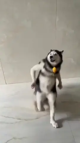 Dog dance 👀😂😂😎😎#fypシ゚viral🖤tiktok☆♡🦋myvideo#tamil#doglover 