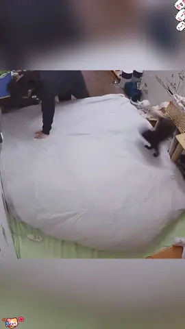 When you have a cat that does housework#funnycats #funnyanimals #petvideos #cat #catsoftiktok