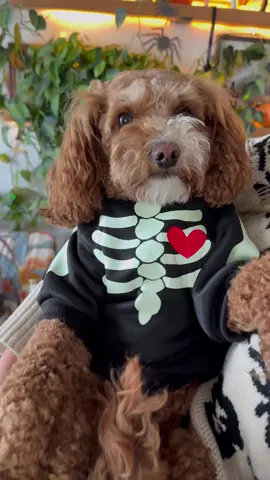 Thanks to @silhouette.inc for giving me an excuse to show off my dog!! I didn’t make a cut file of the dog skeleton! Let me know if you want one! 🐶🐾🦴