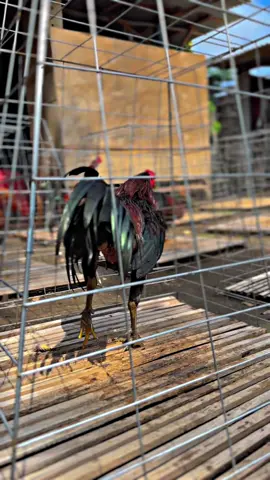 Berjemur di pagi hari 🌞🐓 #fypシ゚viral #ayam #CapCut #peternakayam #blitarkeren 