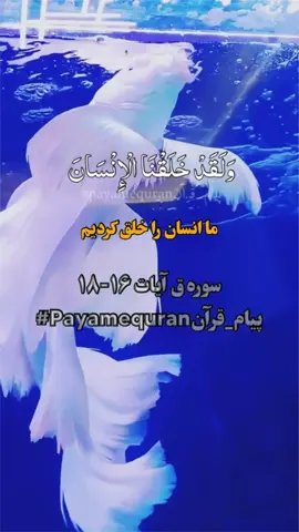 سوره ق آیات ۱۶-۱۸  .#تلاوت_قرآن_#تفسیر   #payam_quran #ترجمه_قرآن #قرآن 