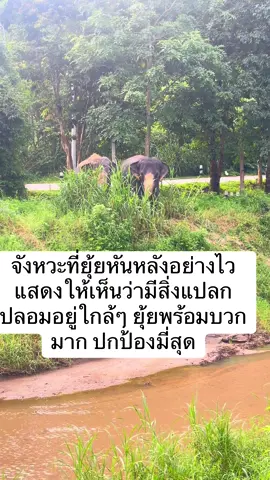 แฝดสยามมี่ยุ้ย#ช้างไทย #ศูนย์อนุรักษ์ช้างลําปาง#ดัมมี่