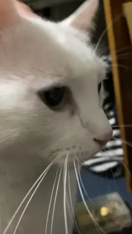 My cat “helping” me organize my room. Room organization coming soon👀!  #organizewithme #cattok #petsontiktok 