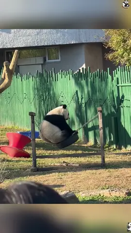 Panda 🐼 Clumsy Panda #panda #pandas #pandababy #tiktok #foryou #pandapuppy #usa #pandafunnyvideo 