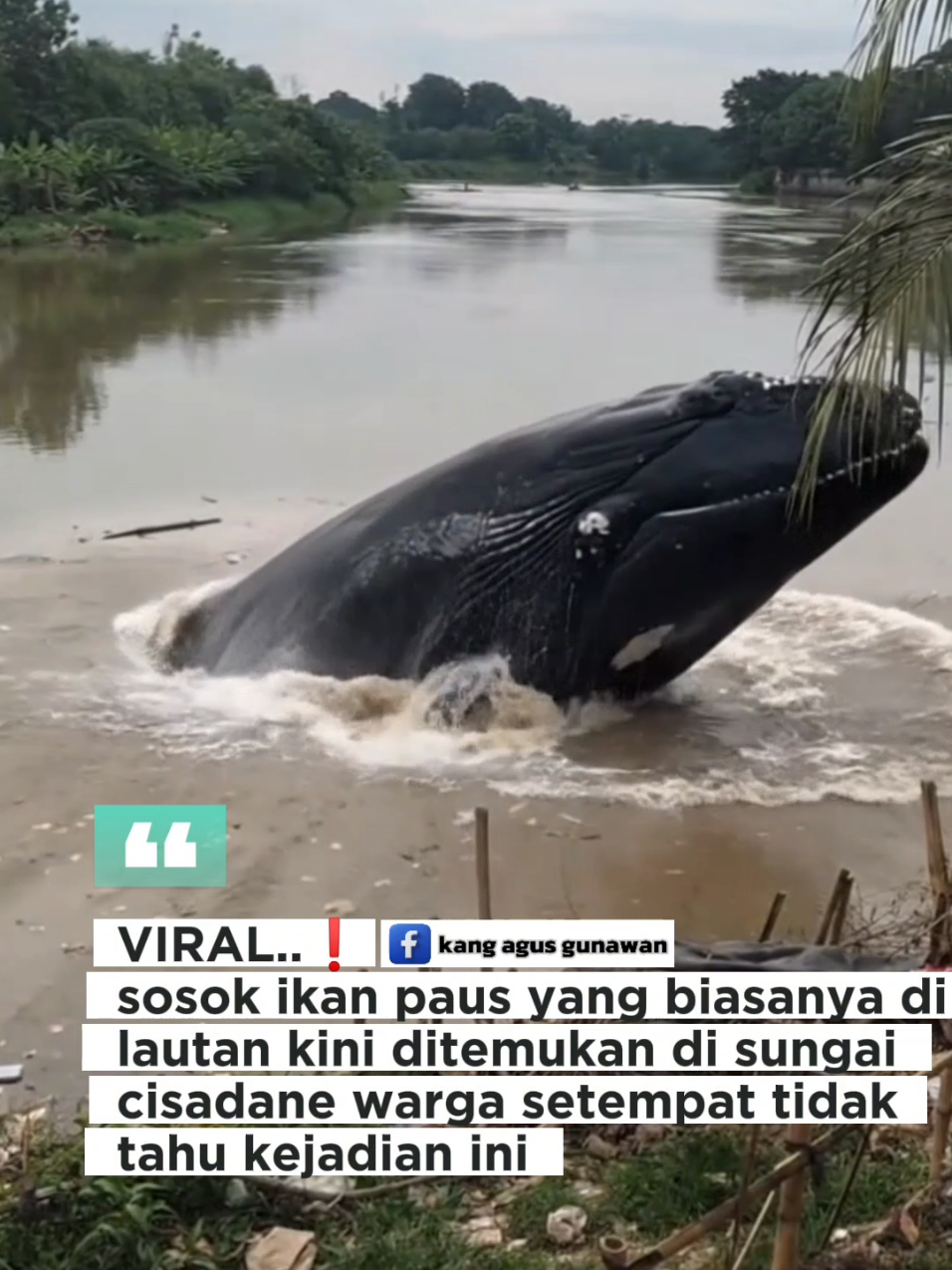 VIRAL, ikan paus nyasar ke sungai cisadane akibat tidak bisa baca google maps #fyp  #pengikut 