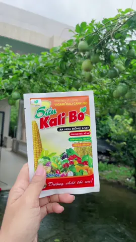Phân bón vi lượng siêu Kali bo 25 gam #cobataphoa62 #thichtrongcay #trongcaytainha #Kalibo #kalibo  @Cô Ba tạp hoá  @Cô Ba tạp hoá  @Cô Ba tạp hoá 