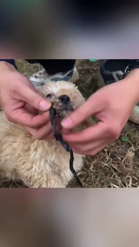 Man rescued two puppies on the road #rescueanimals #rescuedog #puppy #puppies #dog 