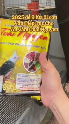 Cám cho chim chào mào sinh sản Toai Nguyen #fyp #chaomaosinhsan #camchaomao 