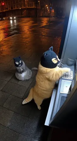 #funnymoments #funny #pet #cute #catsoftiktok #cat #catlover #cats #meow #kucing #catsvideo 