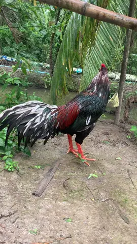 lau lắm mới dc 1 e 