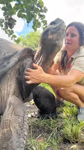 Kura-kura Galápagos, legenda hidup dari zaman Darwin. #kurakura #faktahewan #fyp 