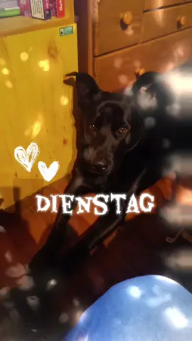 #dienstag #gutenmorgen #schönentag 