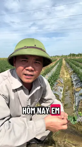 Tặng cây giống cà gai leo