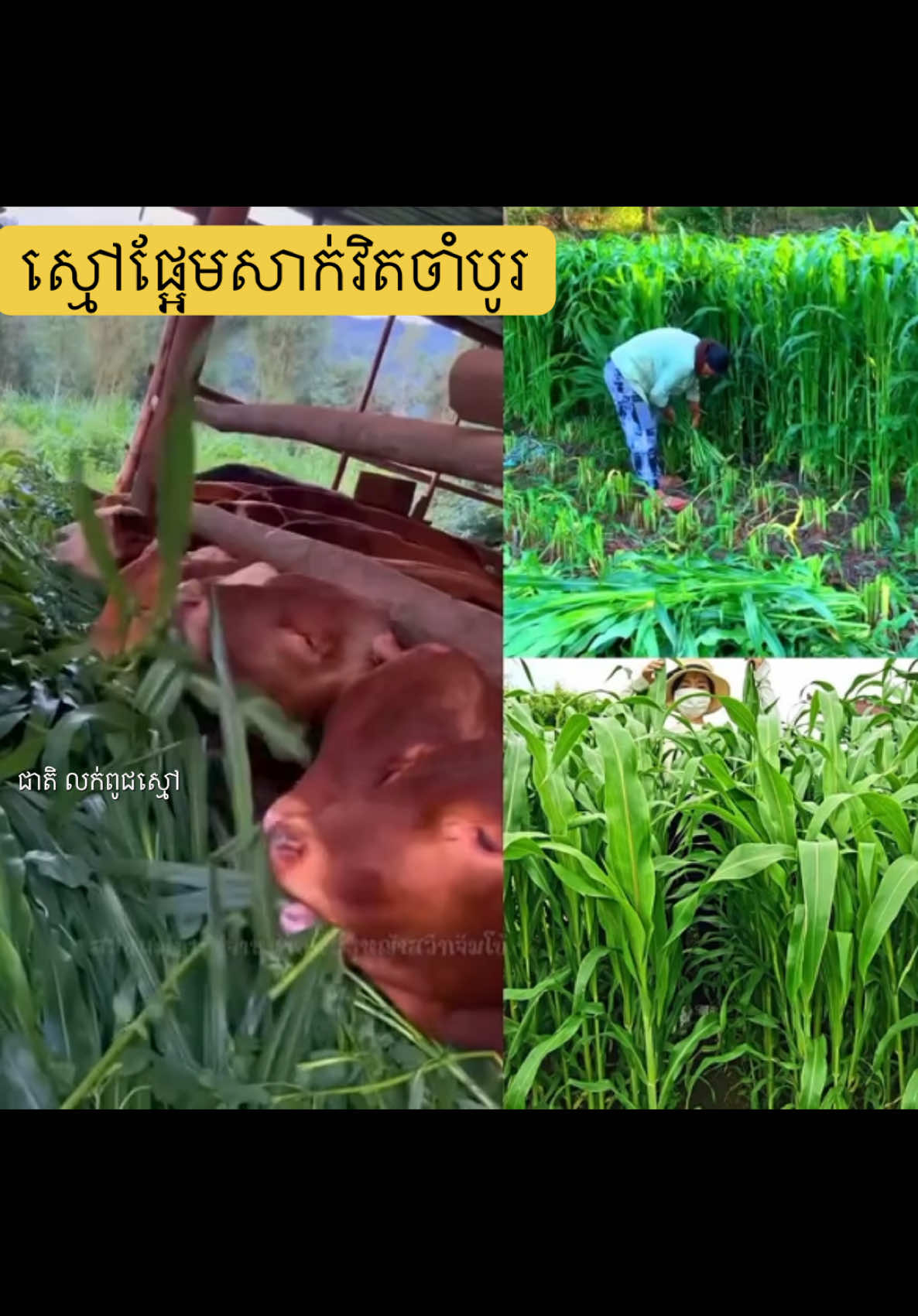 ស្មៅផ្អែម​ sweet jumbo Grass #agriculture #tiktokindia #tiktokviral #farmer #tiktok 