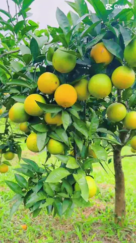 Mời đoàn mình di chuyển vào vườn cam của FARM  Đc tại : cầu bằng tẩy - mông dương -cp-qn Checkin,chụp ảnh,tham quan Được thuởg thức cam miễn phí tại vườn #chin mời  Khe Chè Farm @nêu bật