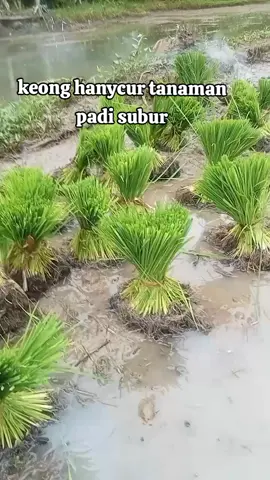 musukeong250ec pembasmi  ham keong paling ampuh dan epektip #musukeong #moluskisida #keong#petaniindonesia🇮🇩🇮🇩🇮🇩🌿🌿 #pyfツ 