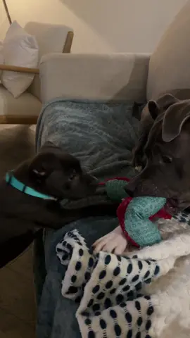 Archie & Sage learning how to play 🥺 #dogsoftiktok #pitbullsoftiktok #fyp #funny #puppytiktok 