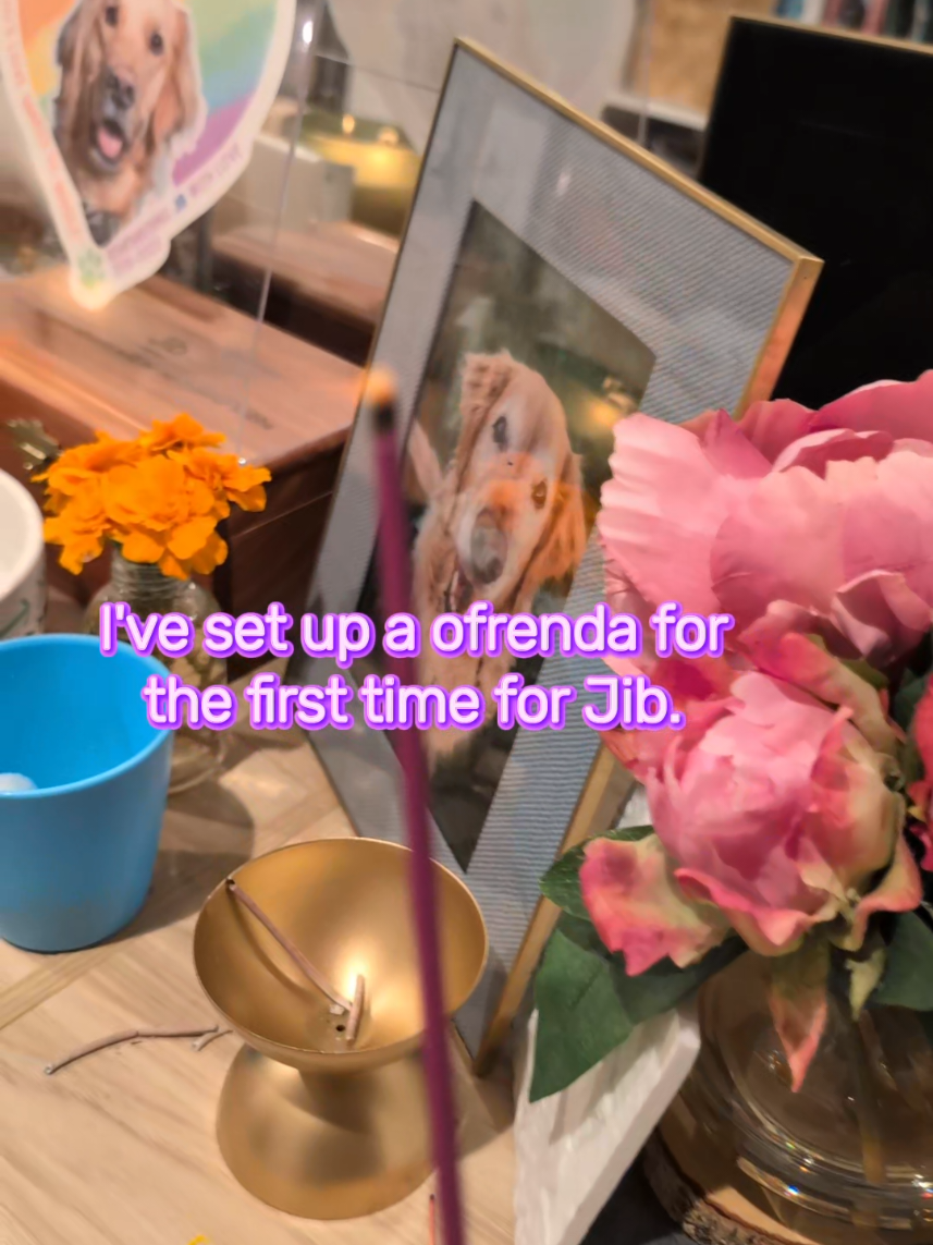 October 27 is the start of Día de los Muertos — the day we honor and guide our pets’ spirits home. 🌼 I set up an ofrenda for my soul dog, Jib — filled with his favorite food, water, candles and bed — hoping these scents will guide Jib to cross the marigold bridge  home tonight. 🕯️💛 I'll be waiting for you 🌈 🐾  #díadelosmuertos #ofrenda #petloss #petgrief #rainbowbridge 