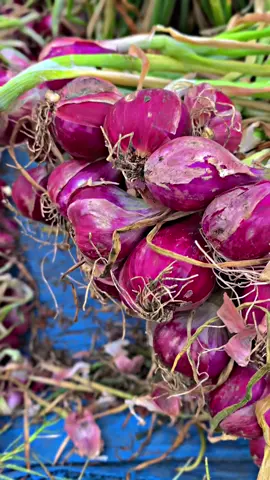 petani gaya bebas#fyp #petanimilenial #4u #brebes24jam #petaniindonesia🇮🇩🇮🇩🇮🇩🌿🌿 